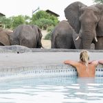 Swimming - view of elephants